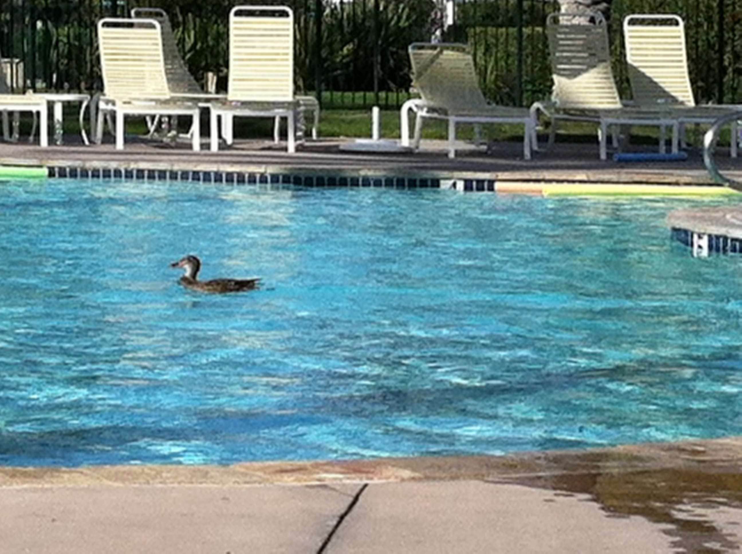 Camper submitted image from Golden Village Palms RV Resort - 4