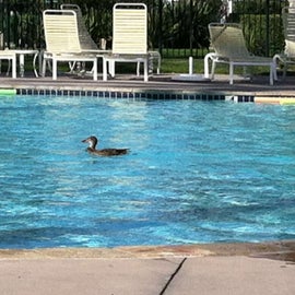 Surprise pool guest