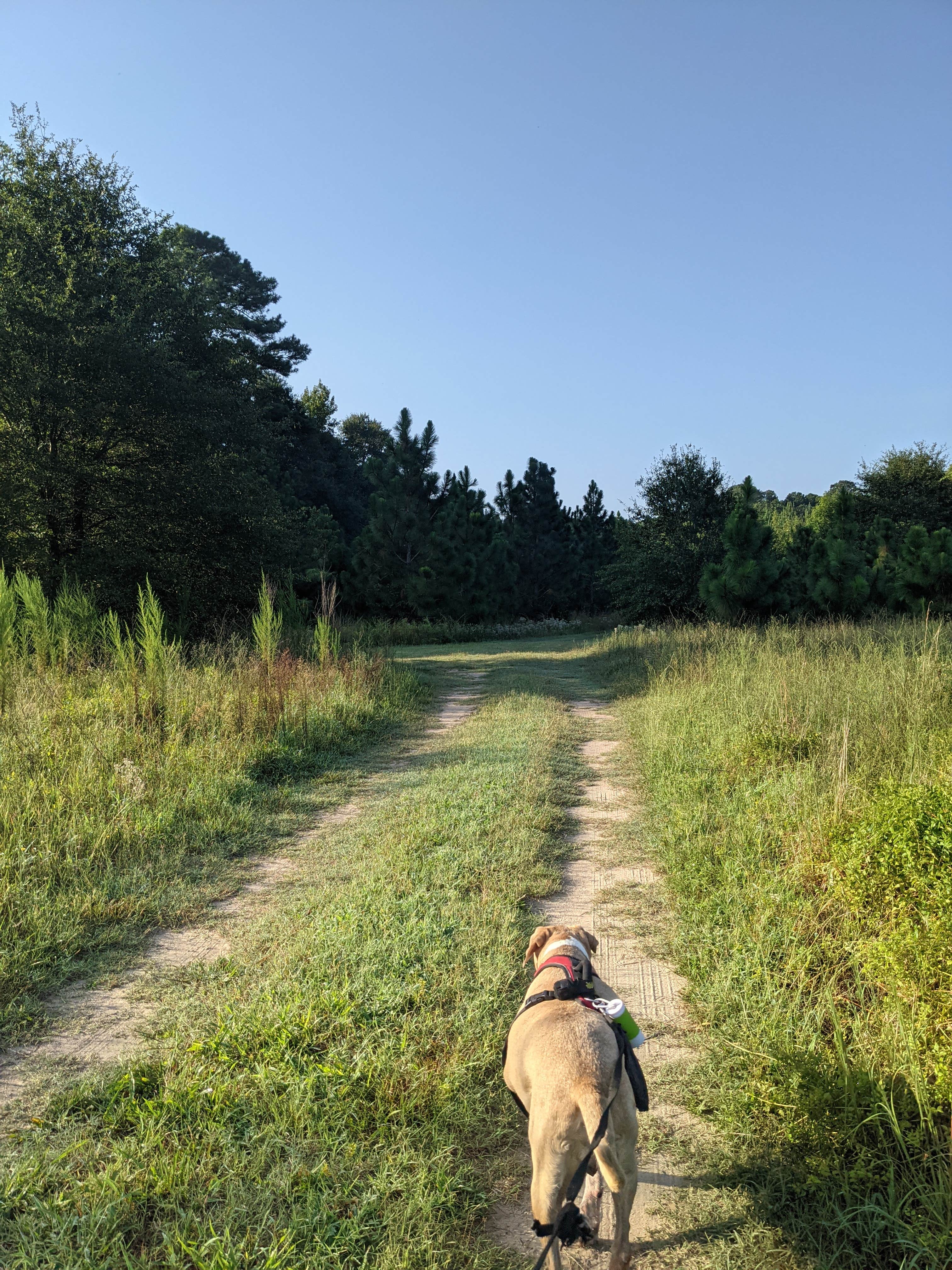 Kat H.'s photo of camping with pets at Blackwater Birds and Bees near Smithfield, VA