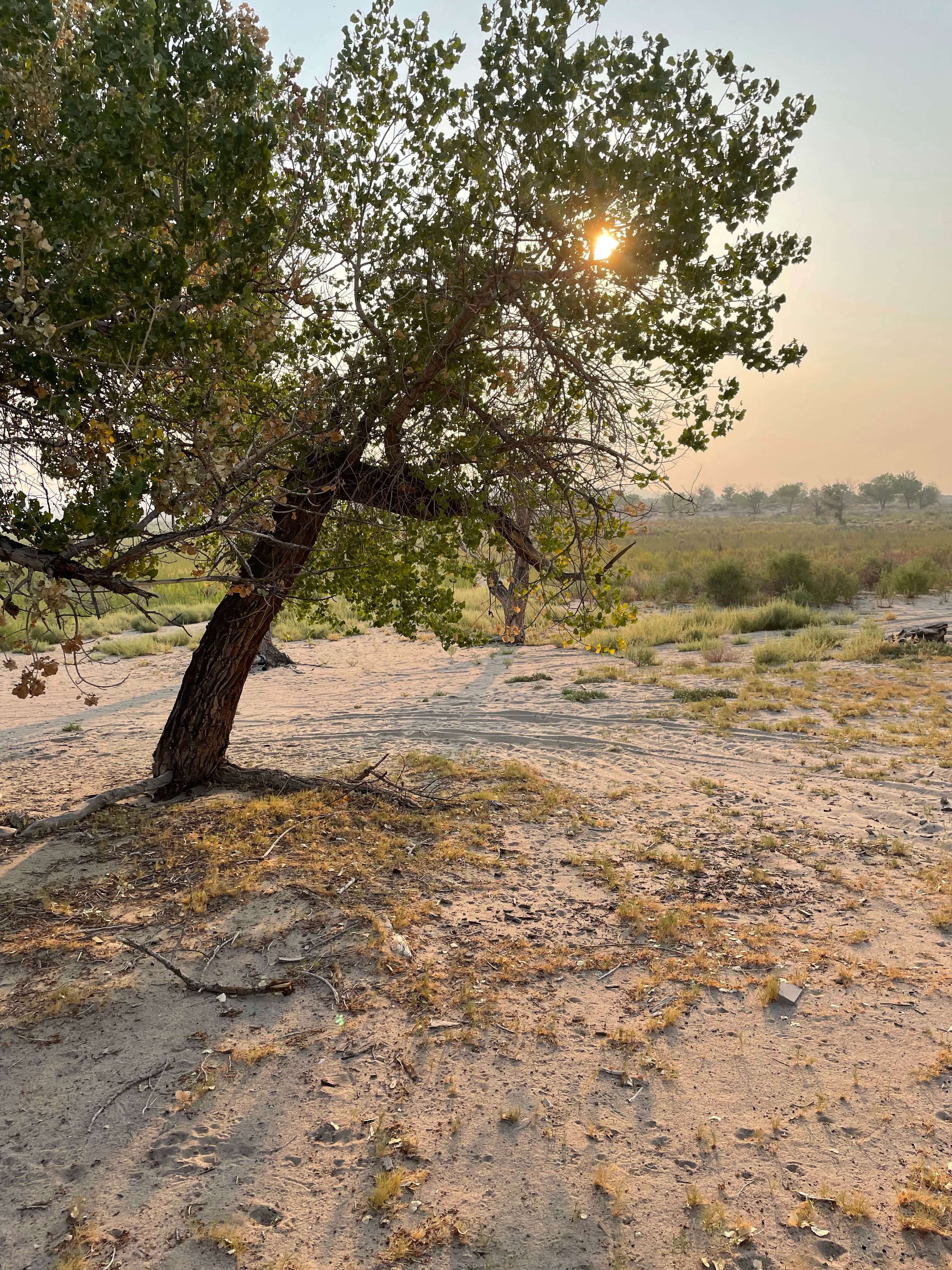 Camper submitted image from Developed 7 — Lahontan State Recreation Area - 5