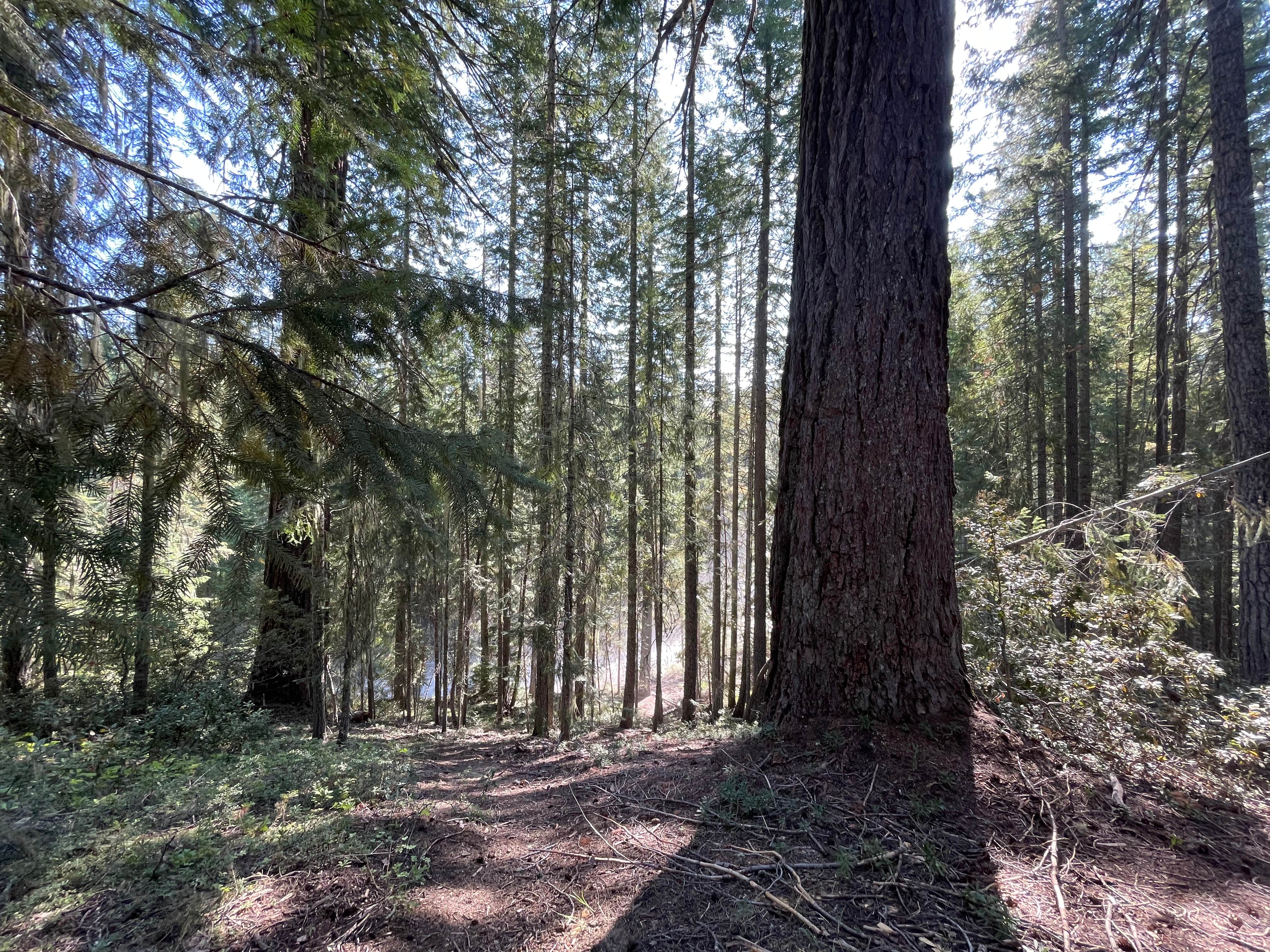 Camper submitted image from Millsite Forest Dispersed Camping - 1