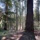 Millsite Forest Dispersed Camping