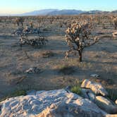 Review photo of Mojave Cross Dispersed — Mojave National Preserve by Nack , September 3, 2021