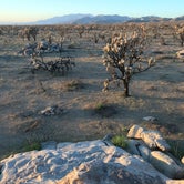Review photo of Mojave Cross Dispersed — Mojave National Preserve by Nack , September 3, 2021