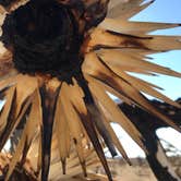 Review photo of Mojave Cross Dispersed — Mojave National Preserve by Nack , September 3, 2021