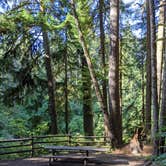 Review photo of Clatsop State Forest Gnat Creek Campground by Morgan T., September 3, 2021