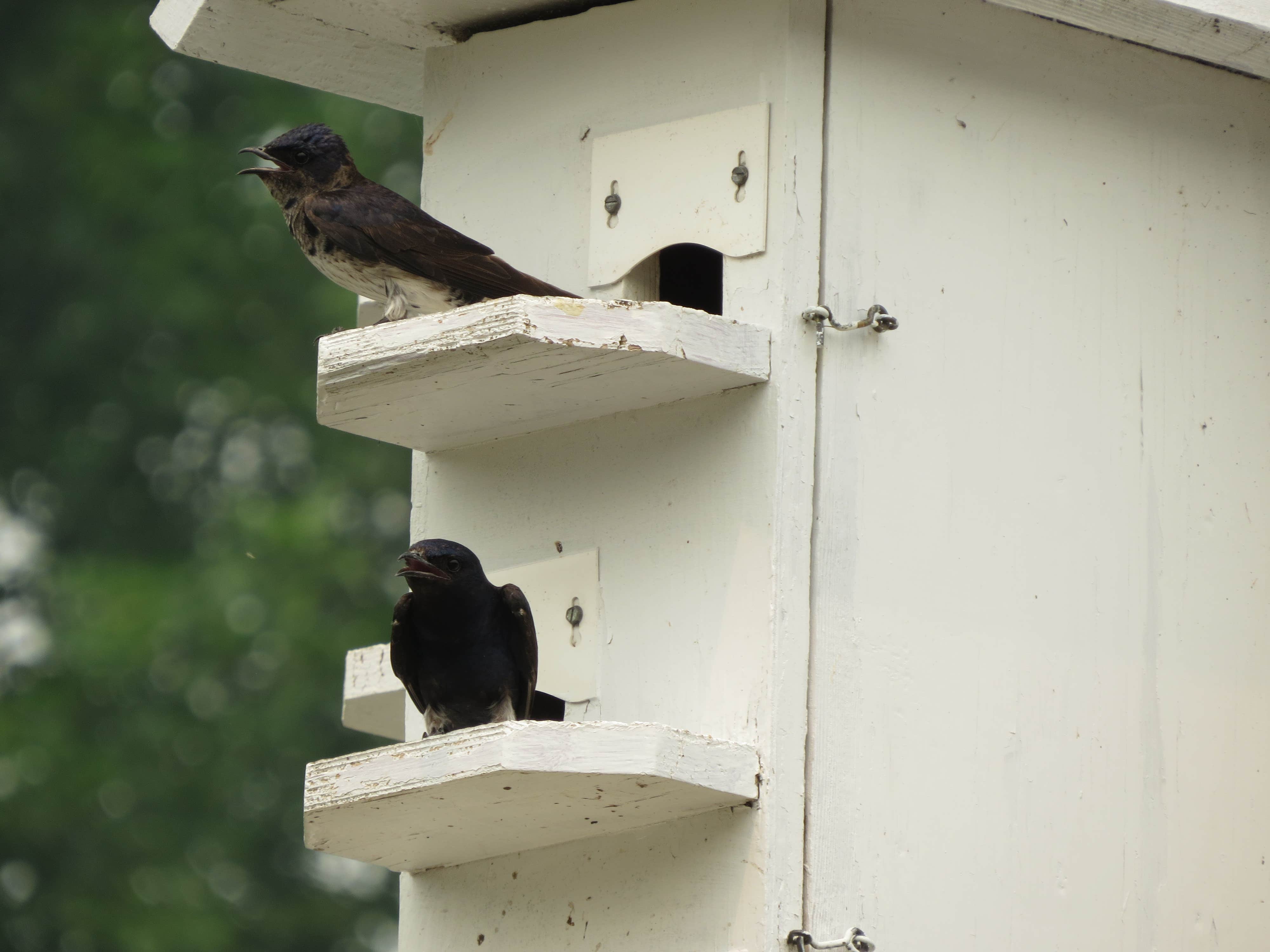 Camper submitted image from Ogechie Campground — Mille Lacs Kathio State Park - 4