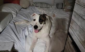 Rebecca S.'s photo of camping with pets at Waters Edge Family Campground near Willimantic, CT