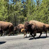 Review photo of Canyon Campground — Yellowstone National Park by LoneCamper C., August 16, 2021