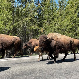 Bison Jam on the Madison road