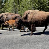 Review photo of Madison Campground — Yellowstone National Park by LoneCamper C., August 16, 2021