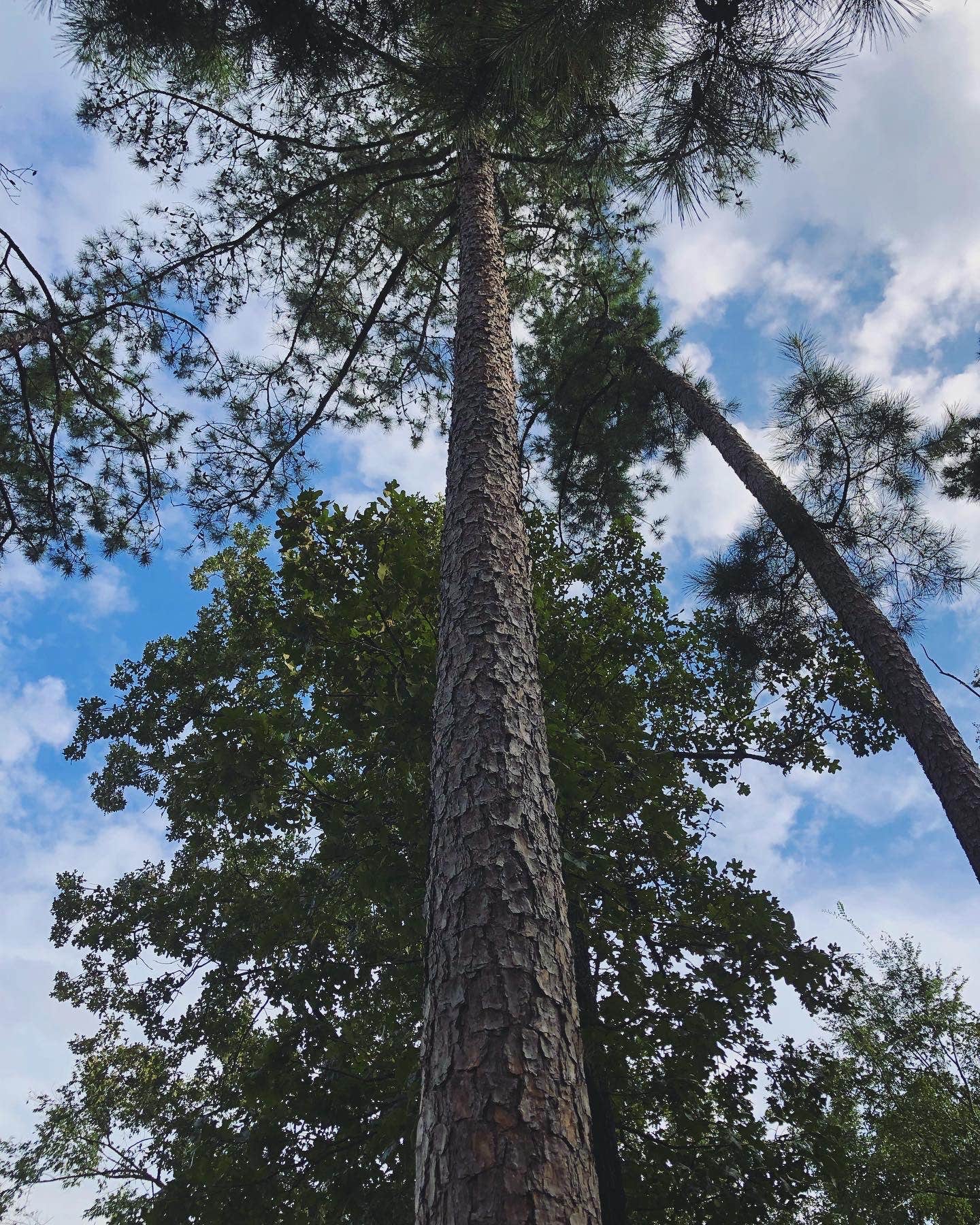 Camper submitted image from Armadillo Campground - Beavers Bend State Park - 2