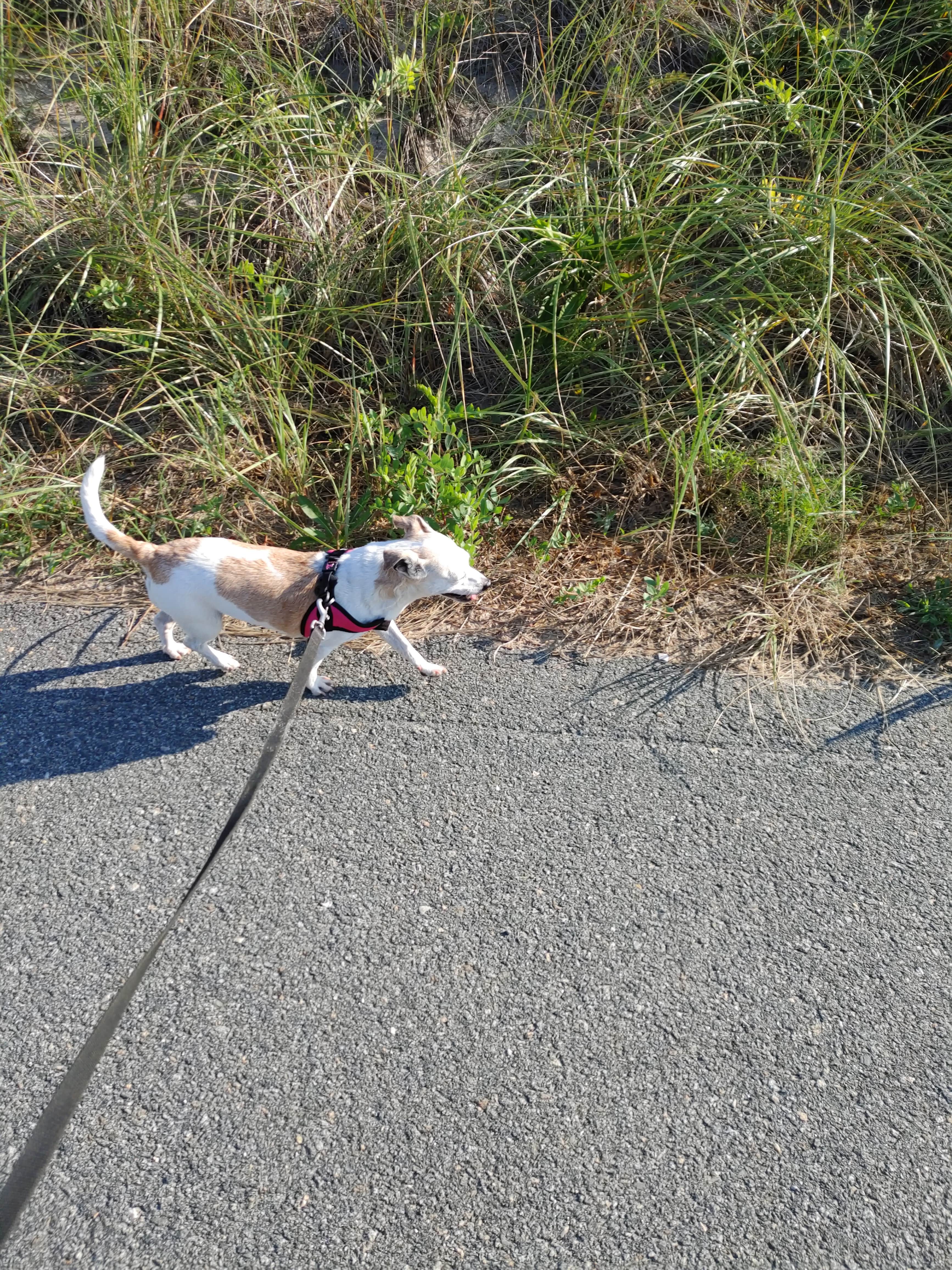 Gillian G.'s photo of camping with pets at Horseneck Beach State Reservation near Narragansett Pier, RI