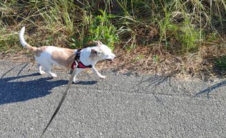 Gillian G.'s photo of camping with pets at Horseneck Beach State Reservation near Tiverton, RI