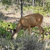 Review photo of North Campground — Bryce Canyon National Park by marine J., September 4, 2021