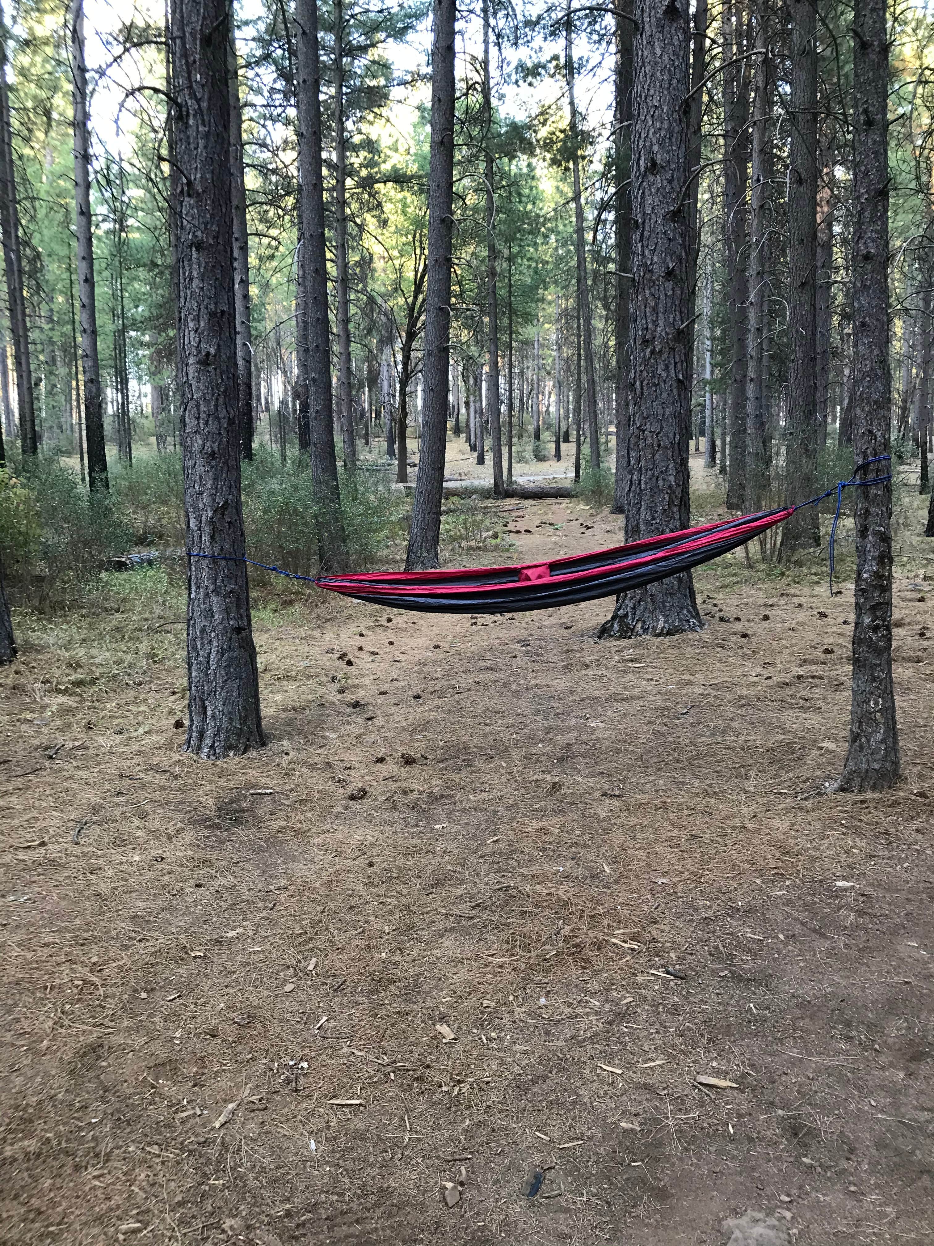 Camper submitted image from Calso - Boggs Mountain Demo Forest - TEMPORARILY CLOSED - 1