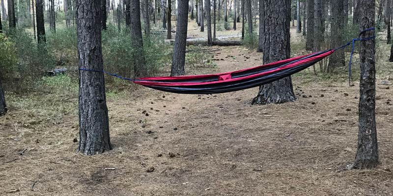 Camper submitted image from Calso - Boggs Mountain Demo Forest - TEMPORARILY CLOSED