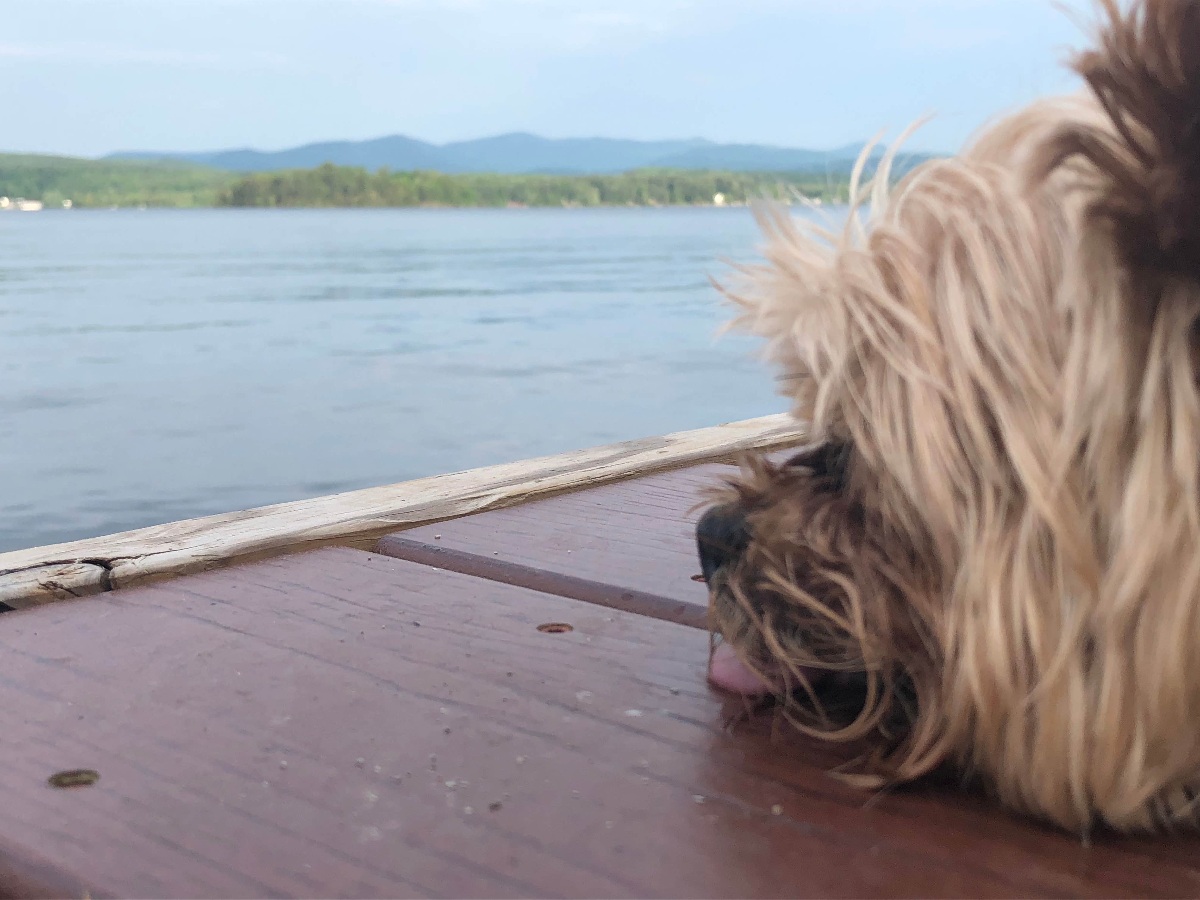 Jessica H.'s photo of camping with pets at Bomoseen State Park Campground near Crown Point, NY