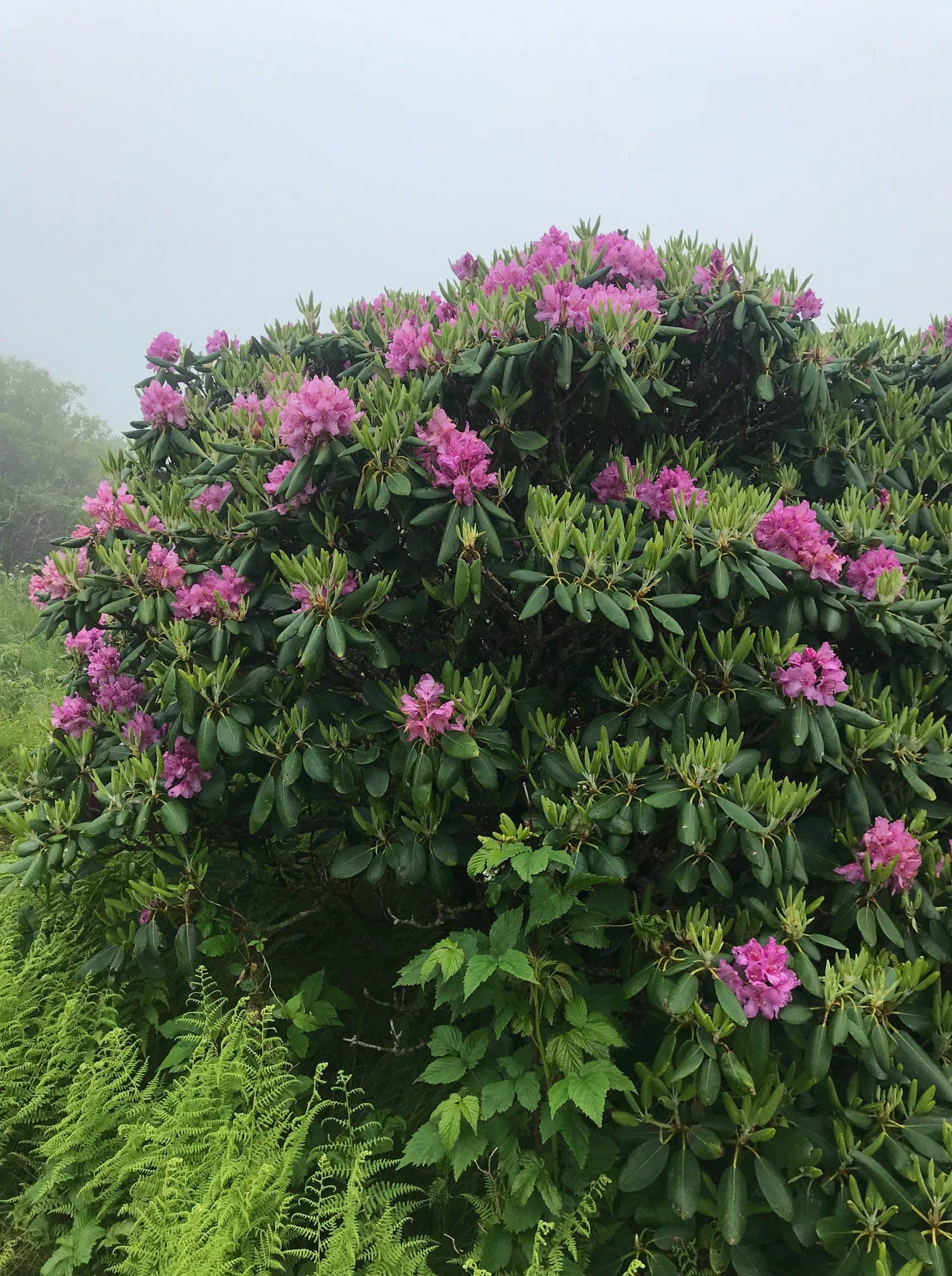 Camper-submitted photo at Roan Mountain State Park Campground near Ducktown, TN