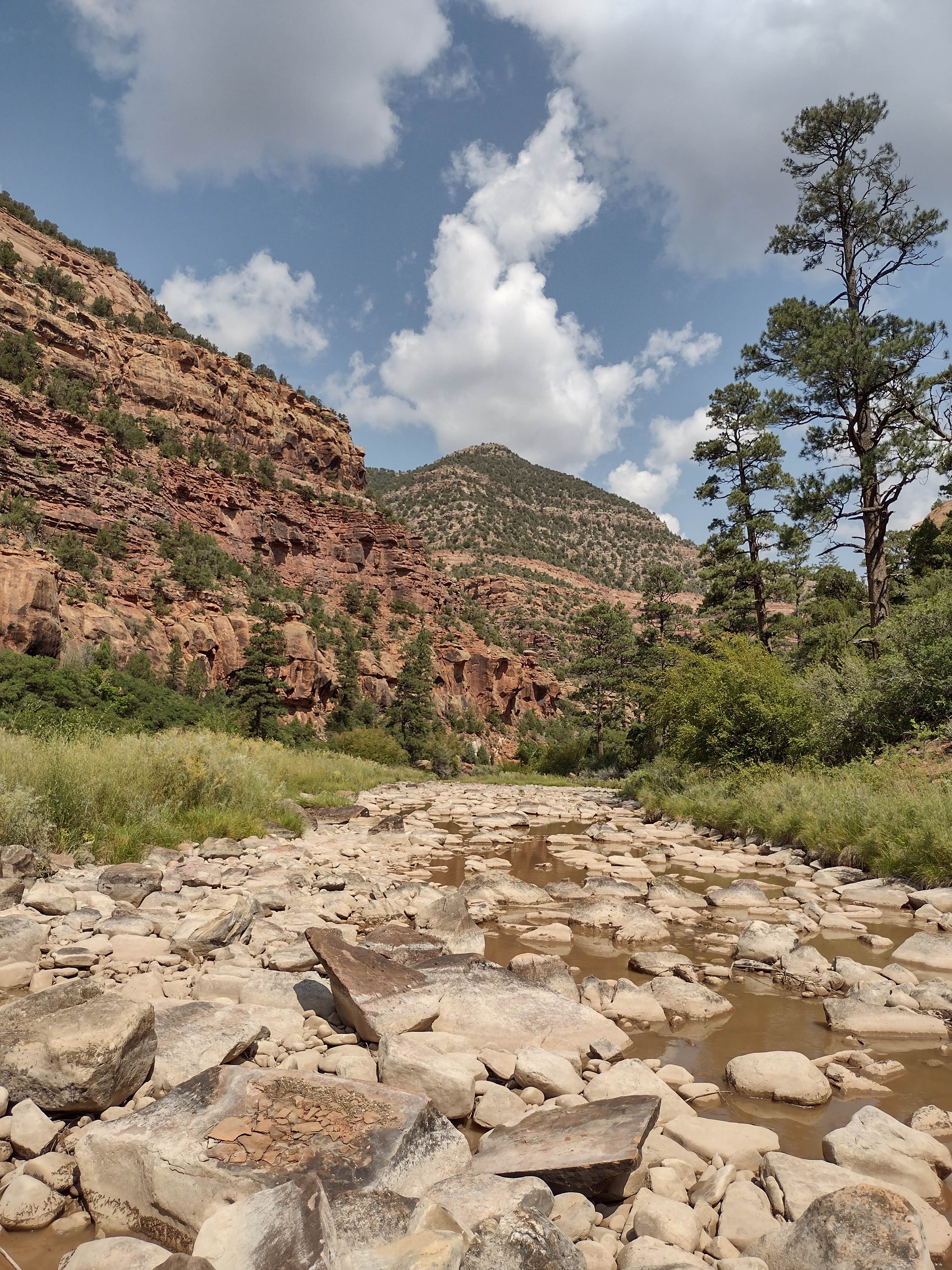 Camper-submitted photo at Box Elder near Nucla, CO