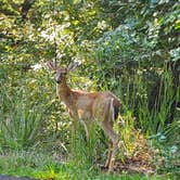 Review photo of Acorn Campground — Beavers Bend State Park by Roger H., September 5, 2021