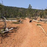 Review photo of Toms Best Spring Road - Dispersed Camping by Greg L., September 5, 2021