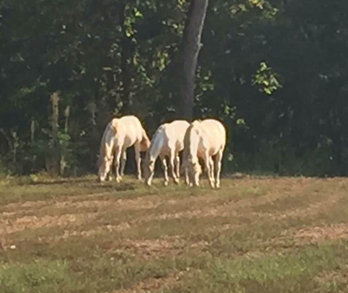 Sharon J.'s photo of camping with a horse at Timbuktu Campground — Echo Bluff State Park near Fort Leonard Wood, MO