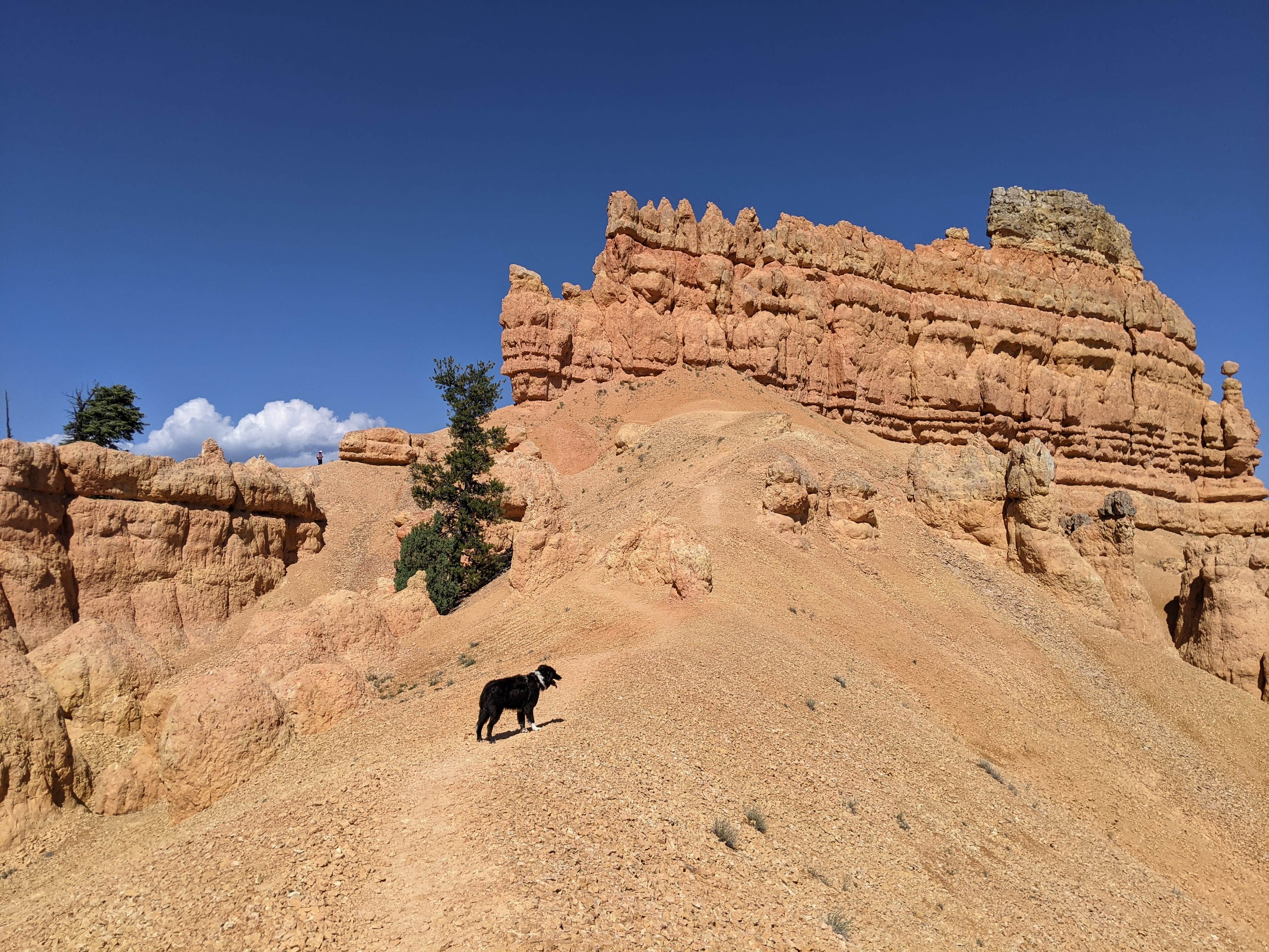 Greg L.'s photo of camping with pets at Toms Best Spring Road - Dispersed Camping near Bryce Canyon National Park