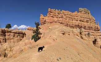 Greg L.'s photo of camping with pets at Toms Best Spring Road - Dispersed Camping near Dixie National Forest