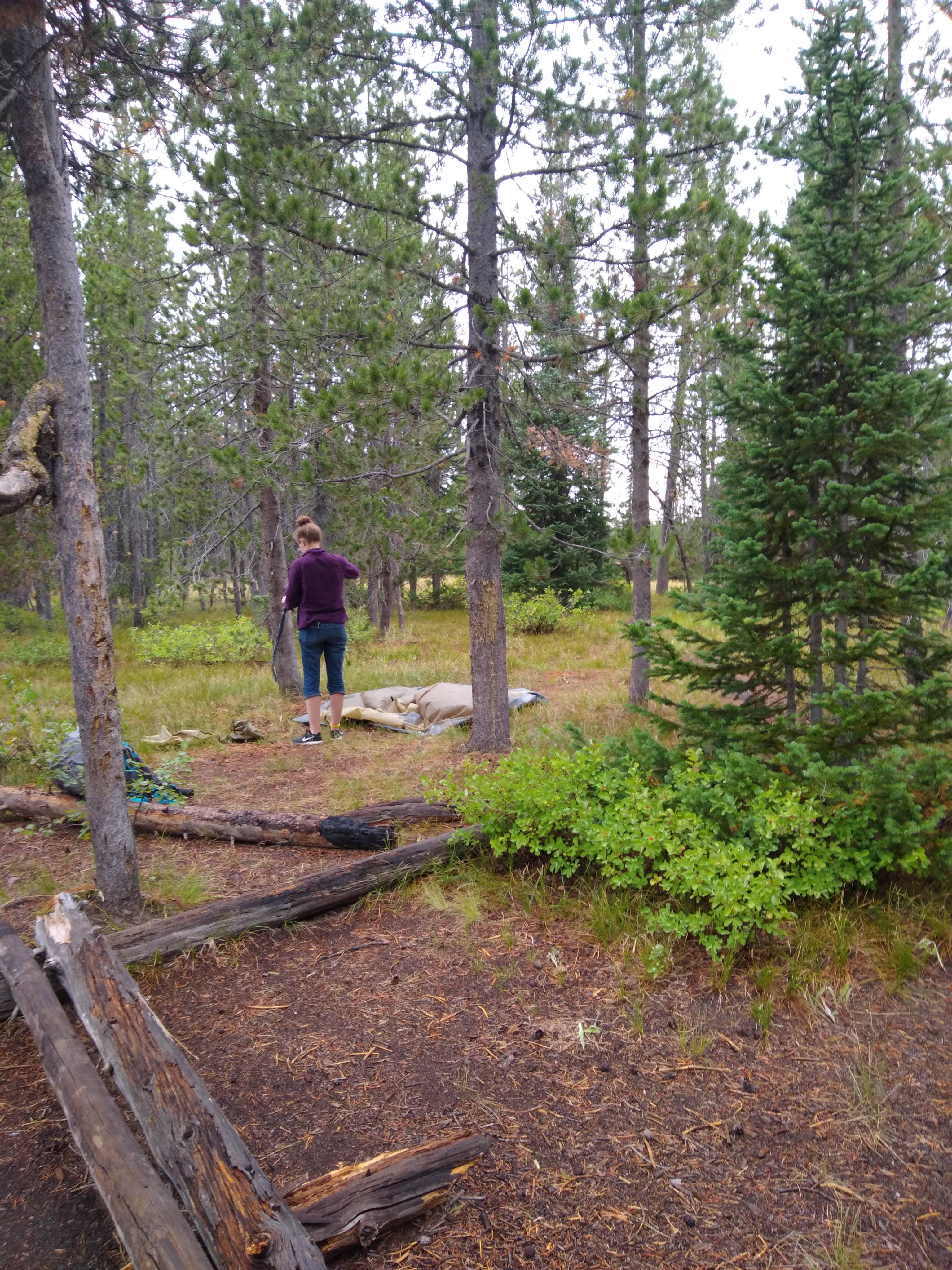 Camper submitted image from 9C1 Yellowstone National Park Backcountry — Yellowstone National Park - 5