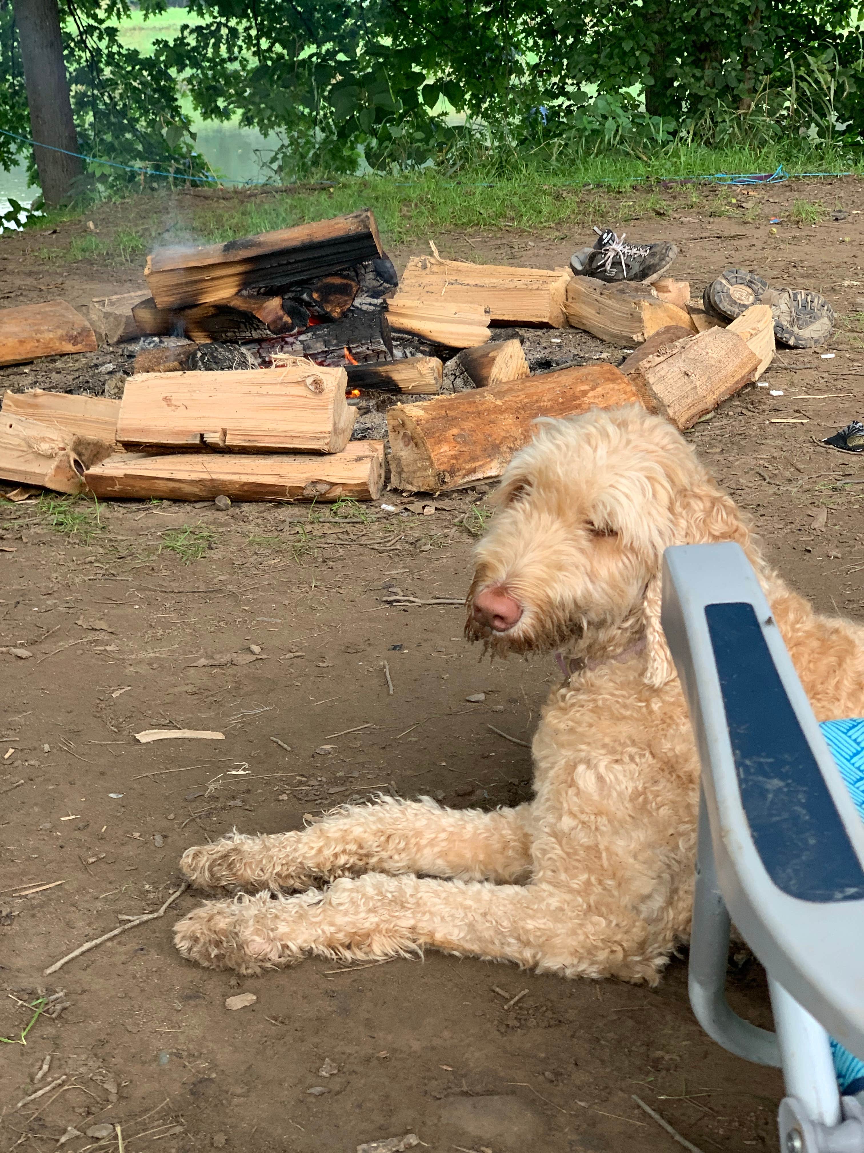 jake's photo of camping with pets at Skinners Falls Campground near Roscoe, NY