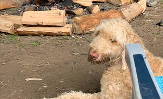 jake's photo of camping with pets at Skinners Falls Campground near Narrowsburg, NY