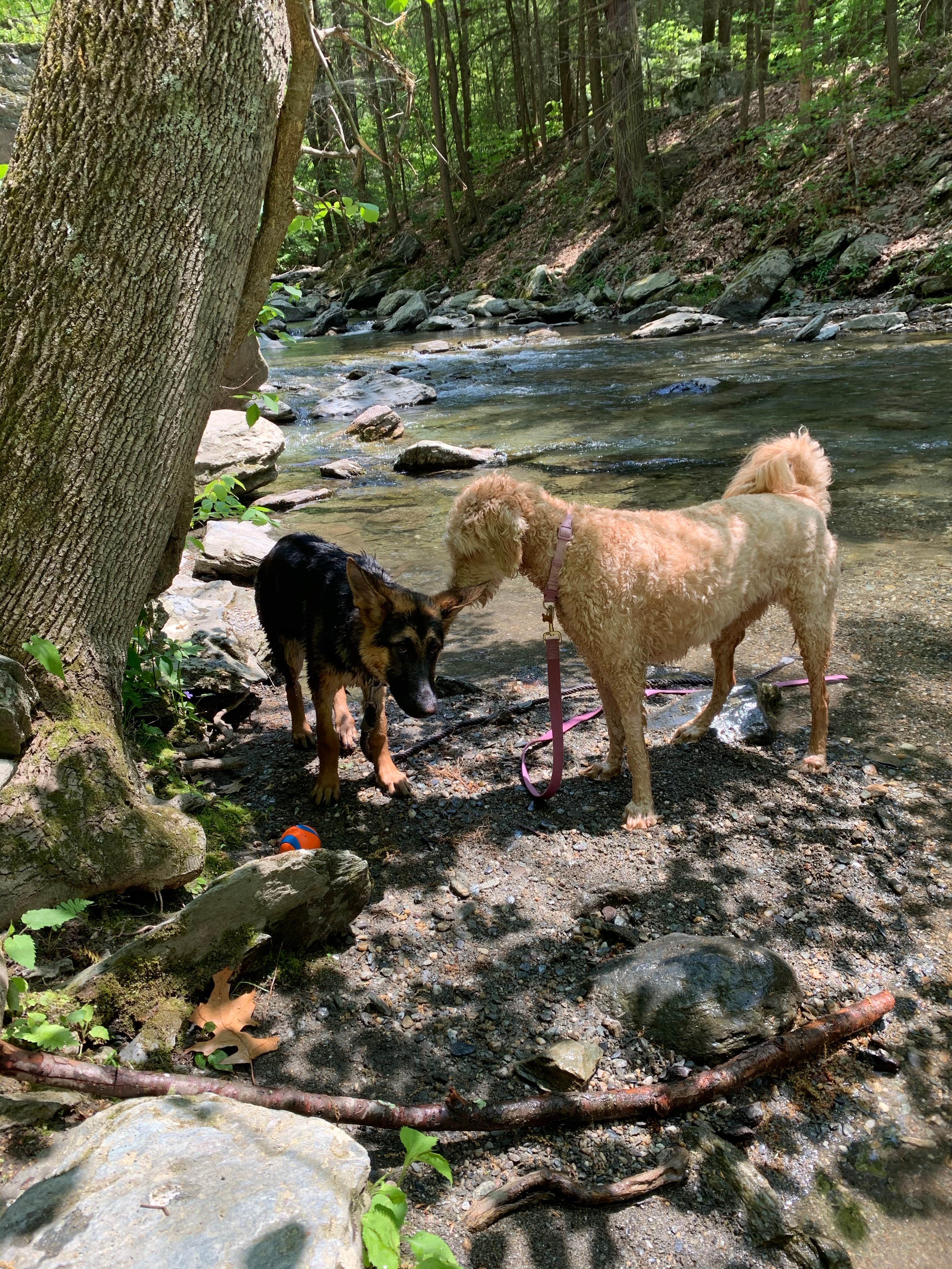 jake's photo of camping with pets at Copake Falls Area — Taconic State Park near Sandisfield, MA