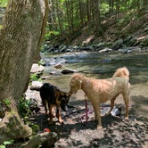 Review photo of Copake Falls Area — Taconic State Park by jake , September 6, 2021