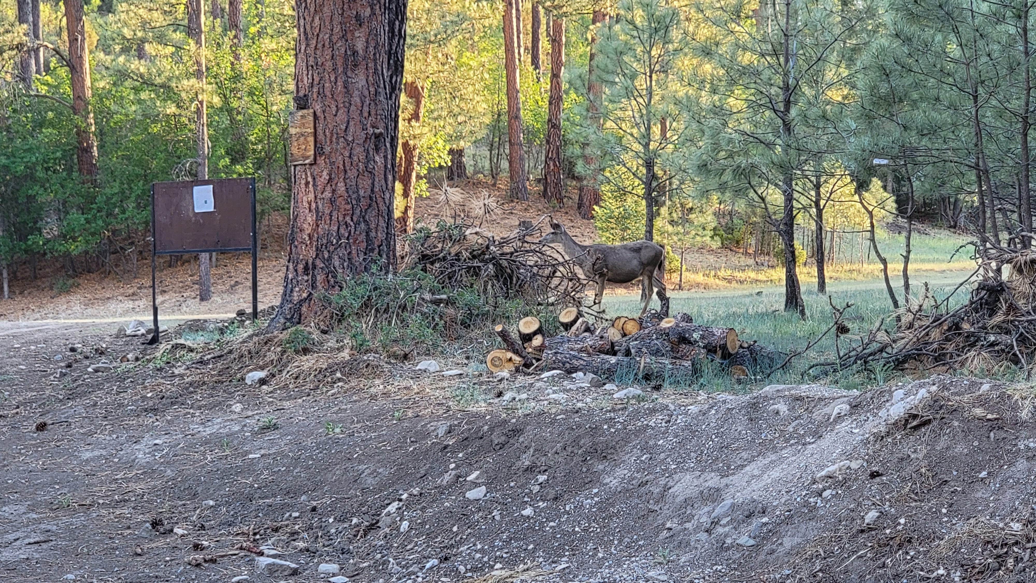 Camper-submitted photo at Rainbow Lake Cabin & RV Resort near Lincoln National Forest