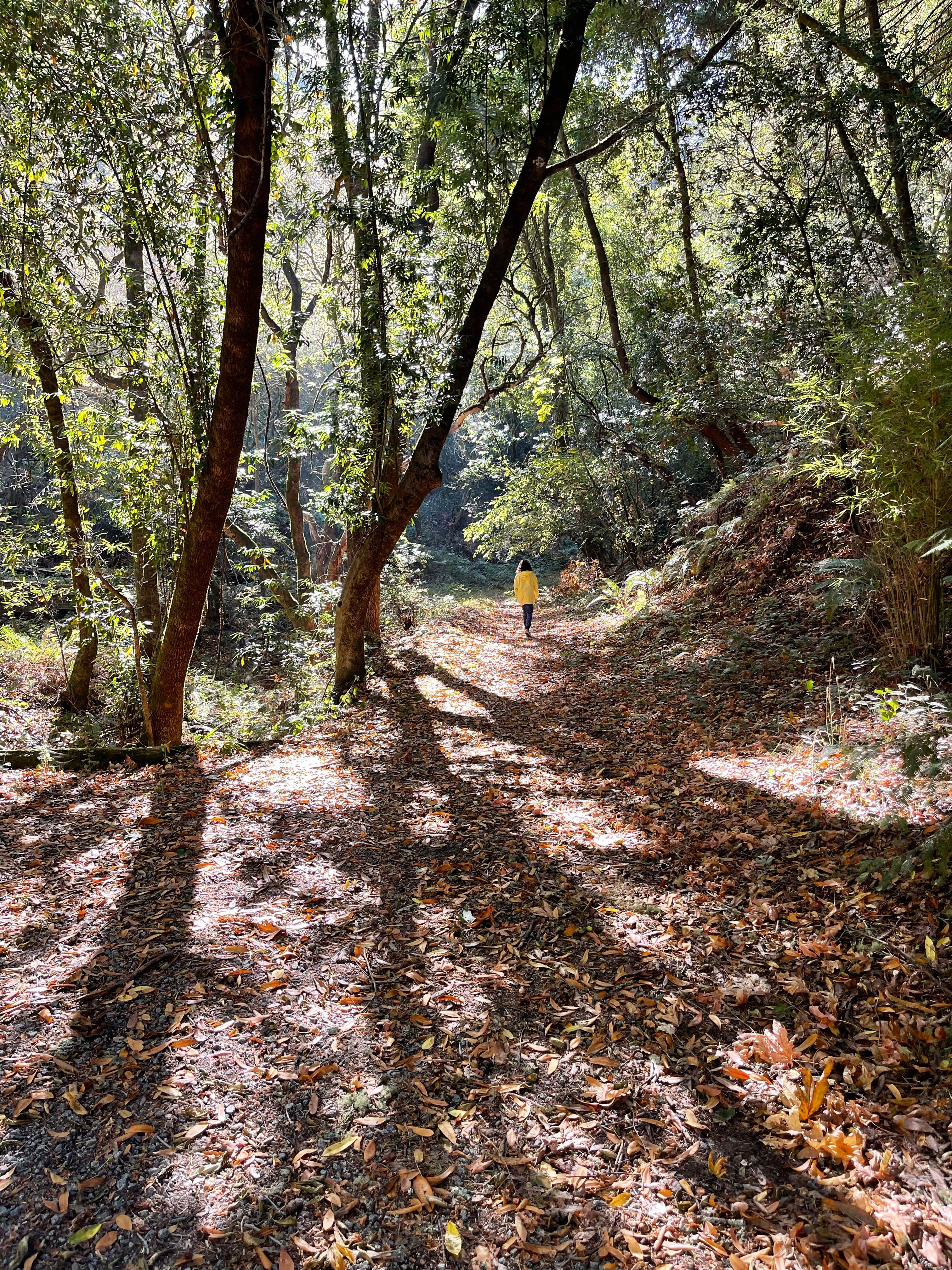 Camping near Santa Cruz Redwoods RV Resort: Santa Vida RV Park, Soquel, California