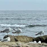 Review photo of Seawall Campground — Acadia National Park by LoneCamper C., September 3, 2021