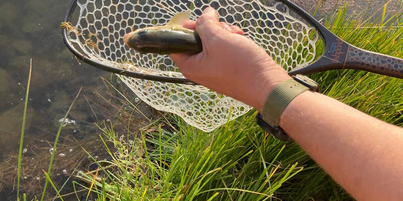 Camper submitted image from Lower Lagunitas Campground