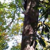 Review photo of Cades Cove Campground by Robbie S., June 23, 2018
