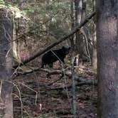 Review photo of Cades Cove Campground by Robbie S., June 23, 2018
