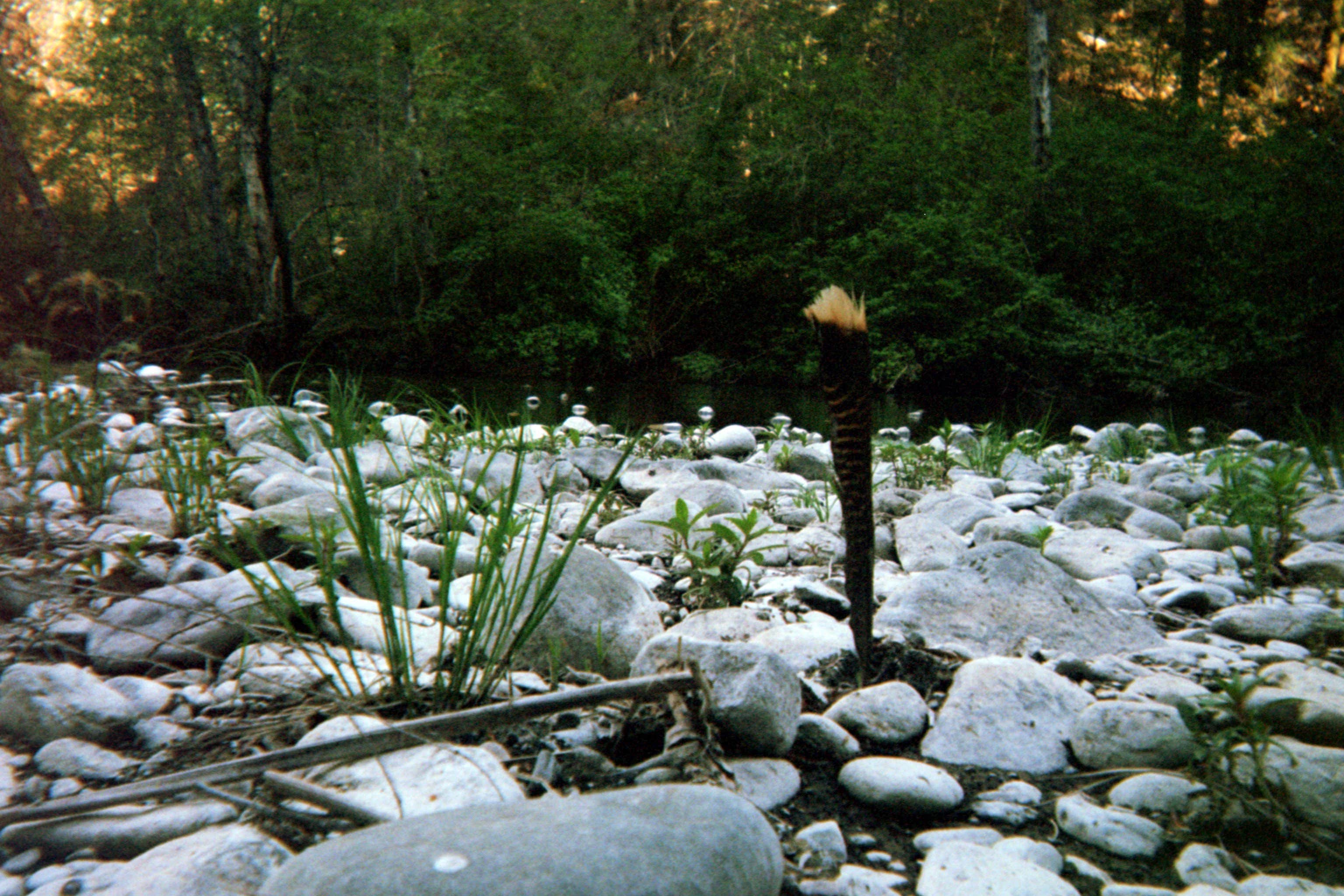 Camper submitted image from Madrone Campground - 5