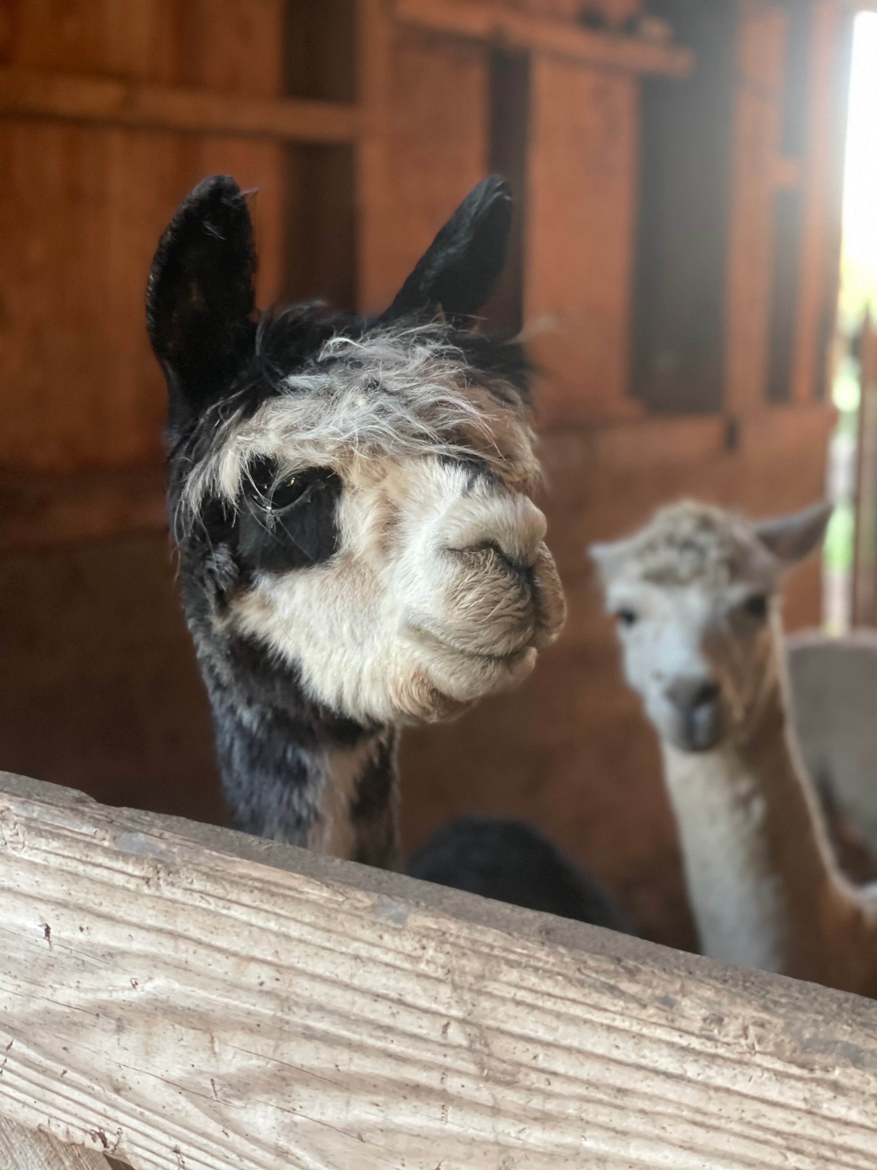 ashley F.'s photo of camping with pets at Heritage Farm Alpaca Experience near Kokomo, IN