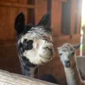 Review photo of Heritage Farm Alpaca Experience by ashley F., September 7, 2021