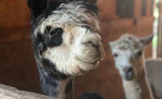 ashley F.'s photo of camping with pets at Heritage Farm Alpaca Experience near Cutler, IN