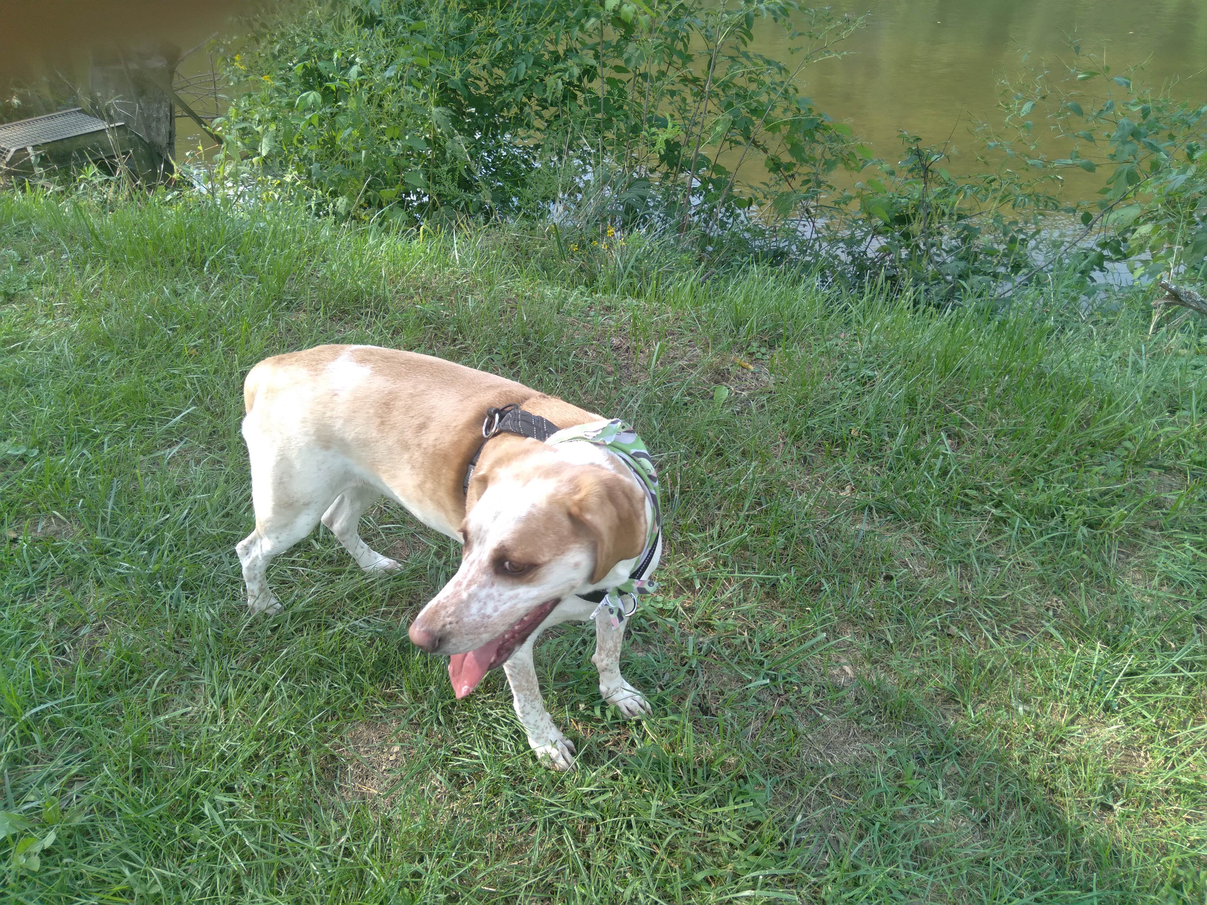 Roland R.'s photo of camping with pets at Eggleston Springs Campground near Waiteville, WV