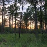 Review photo of Longleaf Campground — Congaree National Park by Michelle A., June 23, 2018