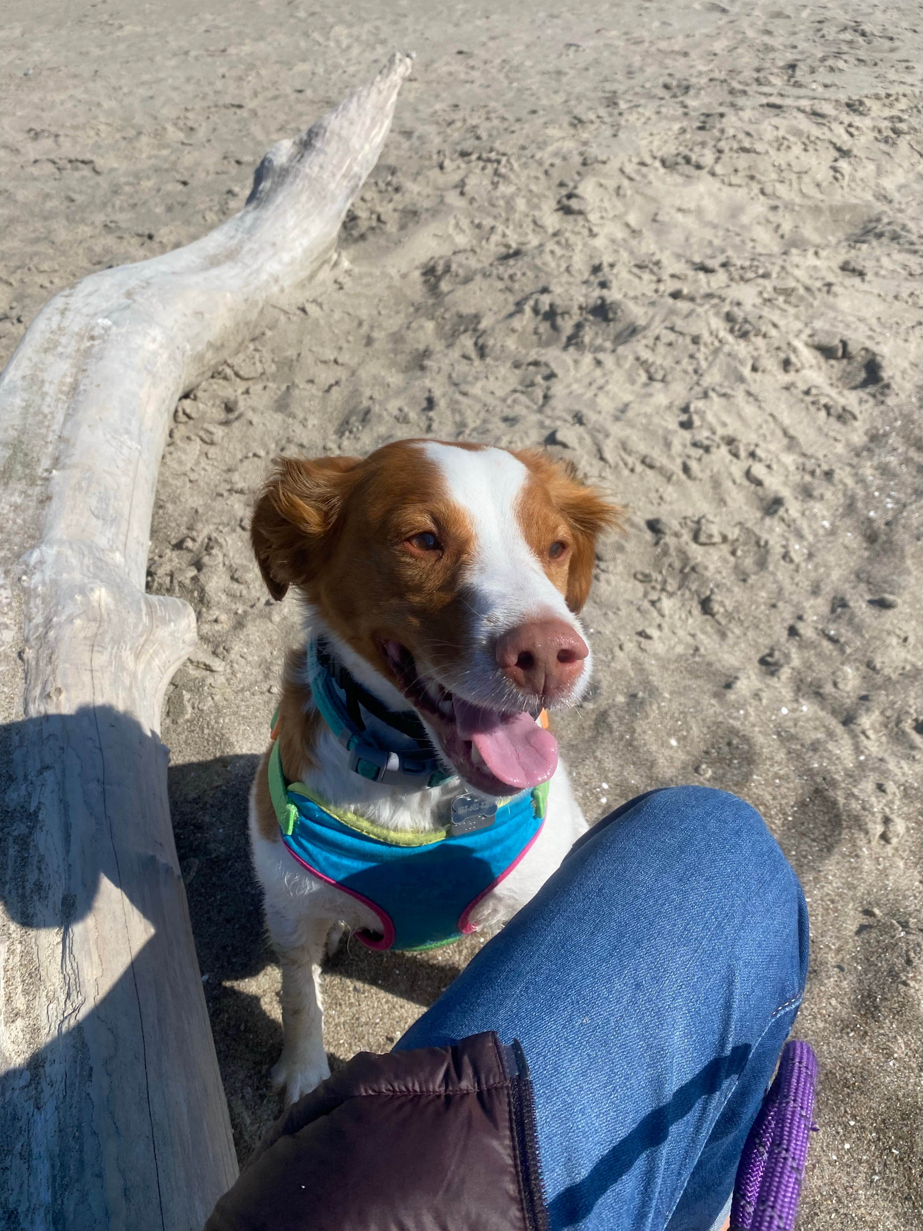 Marcia  M.'s photo of camping with pets at Devil’s Lake State Recreation Area Campground near Otis, OR
