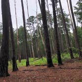 Review photo of Longleaf Campground — Congaree National Park by Michelle A., June 23, 2018