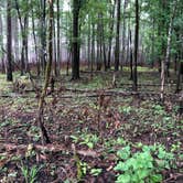 Review photo of Longleaf Campground — Congaree National Park by Michelle A., June 23, 2018