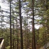 Review photo of Cedar Campground — Ludington State Park by Jess O., June 24, 2018